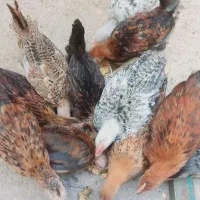 جوجه محلی