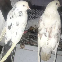 کبوتر|پرنده|اهواز, سپیدار|دیوار