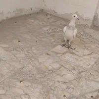 سار