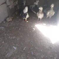 کبوتر پرش
