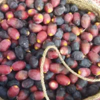 رطب  درجه 1 و لیمو ترش  داریم