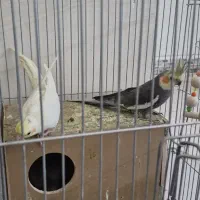 عروس هلندی با تخم و جوجه