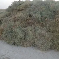 خار