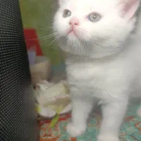 اسکاتیش صورت خرسی