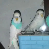 مرغ عشق جوان