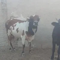 دوتانوچ گوساله