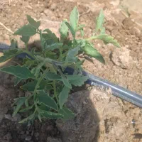 بذر هندوانه کیتو۱۶