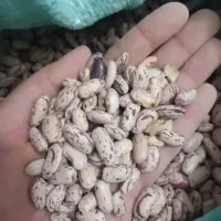 لوبیا چیتی ایرانی اصل همدان