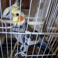 عروس هلندی
