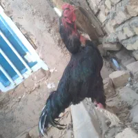 خروس لاری اصل