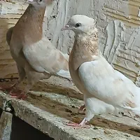 کفتر خوب