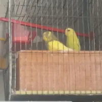 مر غ عشق باقفس
