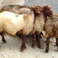 گوسفند جوان شک آبستن