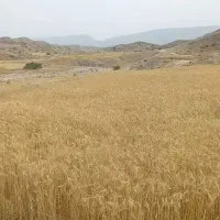گندم