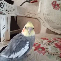 گمشده