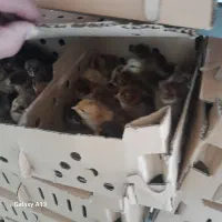 اردک و جوجه گلپایگانی یک روزه
