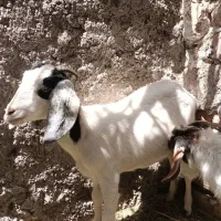 دوتا کره|حیوانات مزرعه|بم, |دیوار