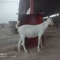 چپشت