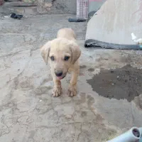 سلام دوستان کچوک توله سگ سرابی به فروش می رسد