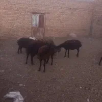 ۴۵راس میش آبستن