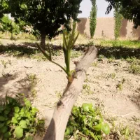 پیوند پسته