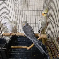 عروس هلندی
