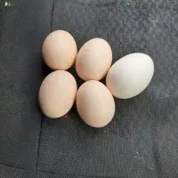 تخم مرغ لارسی طوسی و قهوه ای