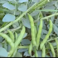 باقلا علوفه ای