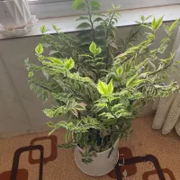 ۶ عدد گل با گلدان