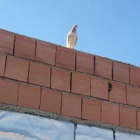 کبوتر