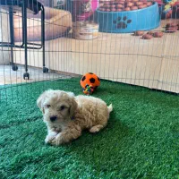 توله پودل عروسکیTOY POODLE