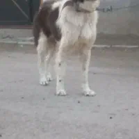 سگ گله ای نگهبان گرگ زن درجه ۱