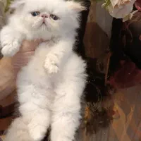 گربه خوشگل
