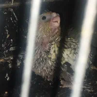 جوجه عروس هلندی