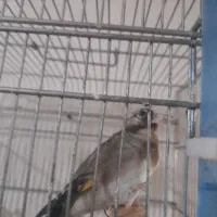 جوجه سره  قفس