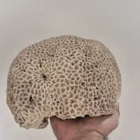اسفنج دریایی بزرگ
