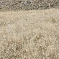 فروش جو محلی شش پر درجه یک