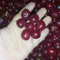 آلبالو گیلاسی