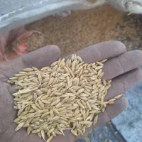 خرید فروش گندم جو