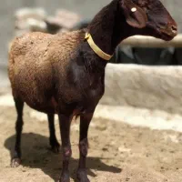 هترو شیشک و بره اش افشار