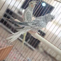 عروس هلندی . کبوتر