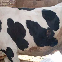 گاو|حیوانات مزرعه|کارون, |دیوار