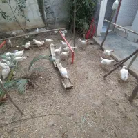 جوجه ماشینی