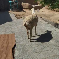بره قوچی چینی