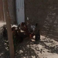 مرغ گلپایگانی