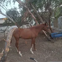 اسب|اسب و تجهیزات اسب‌سواری|برازجان, |دیوار