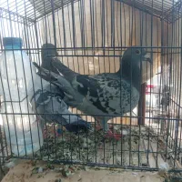 یک جفت کبوتر پلاکی نر وماده