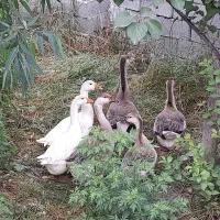 قوغاز جوان.جوجه غاز و قوغاز.مرغ و خروس