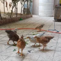 جوجه رسمی(گیلانی)