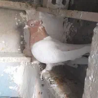 کبوترکله ایی